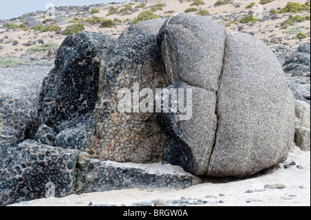 Granito Orbicular Rock in the Pacific Coast Santuario de la Naturaleza Rodillo Atacama Desert Chile South America Stock Photo