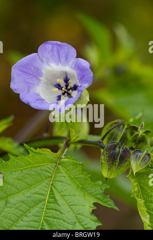 Lavender and white flowers of the Shoo Fly Plant (Nicandra physalodes) in bloom in autumn in UK