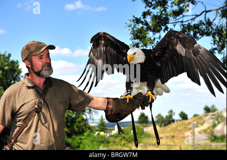 Men carrying a bald eagle on his arm. Stock Photo