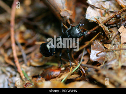 Devil's Coach-Horse Beetle, Ocypus olens (Staphylinus olens), Staphylinidae, Coleoptera. Stock Photo