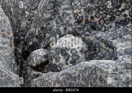 Close-up of the orbicular granite rock in Granito Orbicular Santuario de la Naturaleza Rodillo Atacama Chile South America Stock Photo