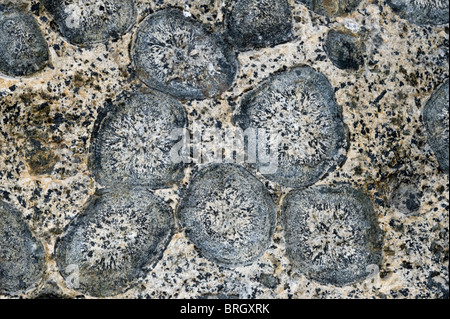 Close-up of the orbicular granite rock in Granito Orbicular Santuario de la Naturaleza Rodillo Atacama Chile South America Stock Photo