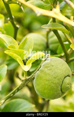 Hardy Orange fruit (Poncirus trifoliata) in early Autumn in UK Stock Photo