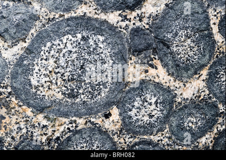 Close-up of the orbicular granite rock in Granito Orbicular Santuario de la Naturaleza Rodillo Atacama Chile South America Stock Photo