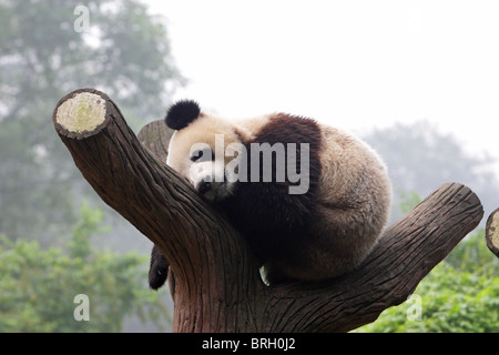 Giant Panda Ailuropoda melanoleauca lying in the bough of a tree sleeping with its head on the log and its feet dangling Stock Photo
