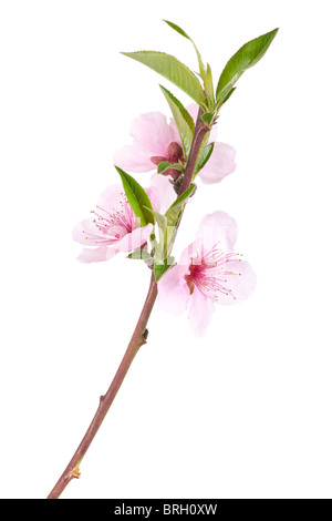 close up on peach tree branch with flowers and leaves Stock Photo