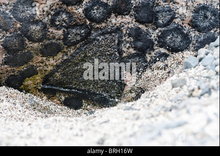 Unusual triangular structure in Granito Orbicular Santuario de la Naturaleza Rodillo Atacama (III) Chile South America Stock Photo