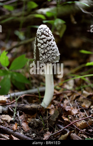 Magpie Inkcap Fungus, Coprinopsis picacea, Psathyrellaceae. Previously called Coprinus picaceus, Coprinaceae. Stock Photo