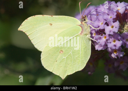 Brimstone Butterfly (Gonepteryx rhamni). Feeding on Buddleia (Buddleja davideia). Showing underside of wings. Stock Photo