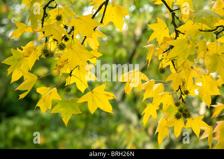 autumn vivid yellow maple tree on blue sky background - full frame ...