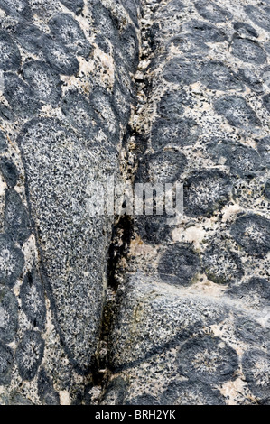 Close-up of the orbicular granite rock in Granito Orbicular Santuario de la Naturaleza Rodillo Atacama Chile South America Stock Photo