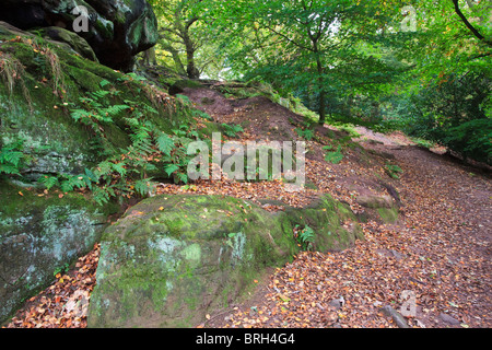 Path through wooded area below alderley edge in cheshire, the path strewn with fallen brown leaves Stock Photo