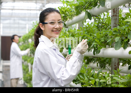 Scientists doing research in modern farm Stock Photo