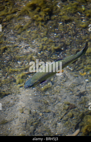A rainbow trout (Oncorhynchus mykiss) swimming at the surface of an Auvergne river (France). Stock Photo
