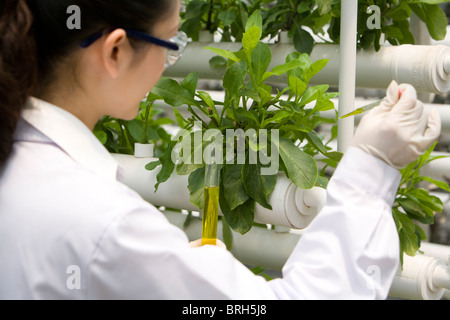 Scientists doing research in modern farm Stock Photo