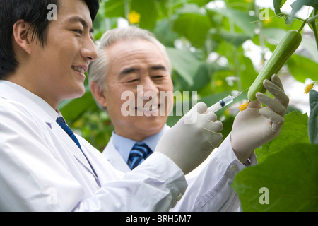 Scientists doing research in modern farm Stock Photo