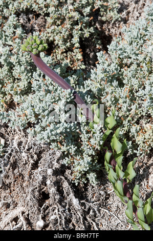 Garra de Leon or Lions Claw (Leontochir ovallei) flower buds valley near Totoral Atacama (III) Chile, South America Stock Photo