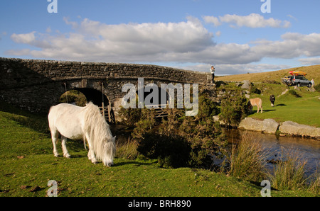 Dartmoor ponies grazing on the moor Dartmoor National Park Devon England UK West Dart River Stock Photo