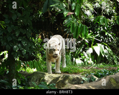 A rare white tiger photographed in Malaysia Stock Photo