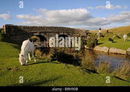 Dartmoor ponies grazing on the moor Dartmoor National Park Devon England UK West Dart River Stock Photo