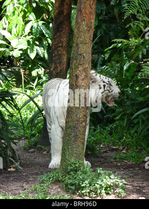 A rare white tiger photographed in Malaysia Stock Photo