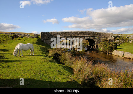 Dartmoor ponies grazing on the moor Dartmoor National Park Devon England UK West Dart River Stock Photo