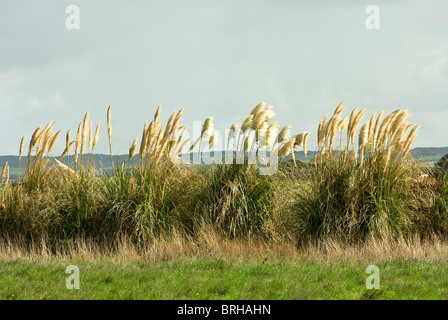 A stand of papyrus grasses form a wind break in a coastal farm field. Stock Photo