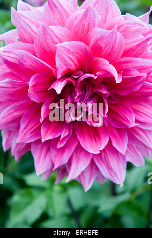 Dahlia Dinner Plate Otto's Thrill Stock Photo - Alamy