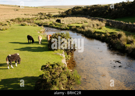 Dartmoor ponies grazing on the moor Dartmoor National Park Devon England UK West Dart River Stock Photo