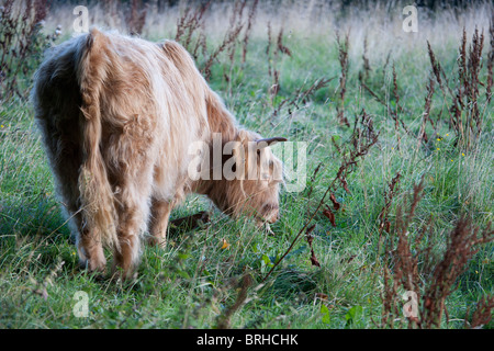 Highland cattle, isle of Skye, outer Hebrides, Scotland Stock Photo