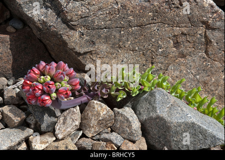 Garra de Leon or Lions Claw (Leontochir ovallei) unfolding flowers in valley Totoral Atacama (III) Chile South America Stock Photo