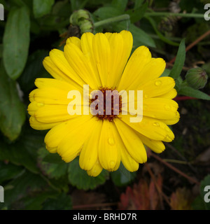 Calendula officinalis cultivar (Pot Marigold) Flower Stock Photo