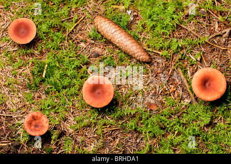 Rufous Milkcap mushrooms (Lactarius rufus) Stock Photo