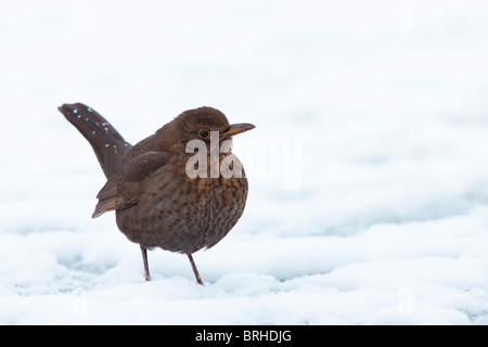 Female Common Blackbird in Snow Stock Photo