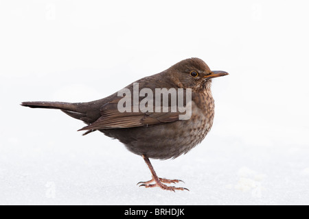 Female Common Blackbird Stock Photo