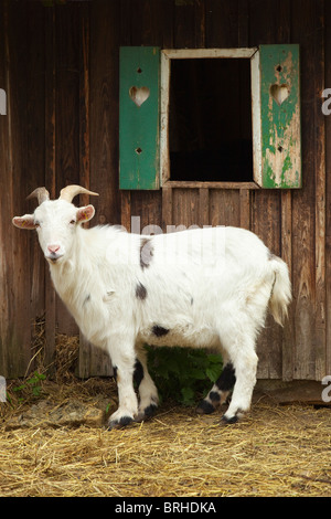Goat in Front of Barn Stock Photo