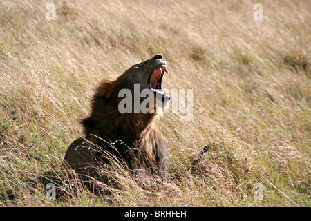 Lion in the Maasai Mara, Kenia Stock Photo