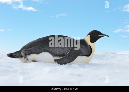 Emperor Penguin, Snow Hill Island, Antarctic Peninsula Stock Photo
