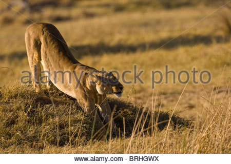 A lioness stretches on a mound of grass. Stock Photo
