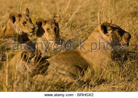 A wild lioness lays in the grass with three cubs. Stock Photo