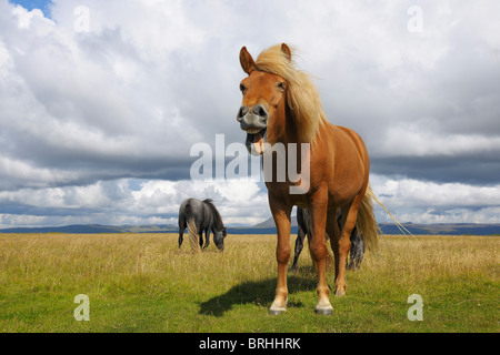 Icelandic Horses, Vik, South Iceland, Iceland Stock Photo