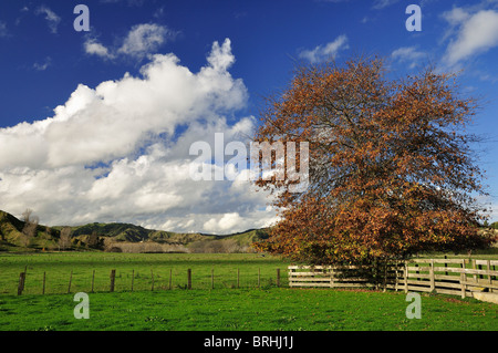 Farmland near Frasertown, Hawke's Bay, North Island, New Zealand Stock Photo