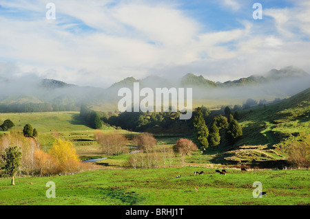 Farmland, near Matawai, Gisborne, North Island, New Zealand Stock Photo