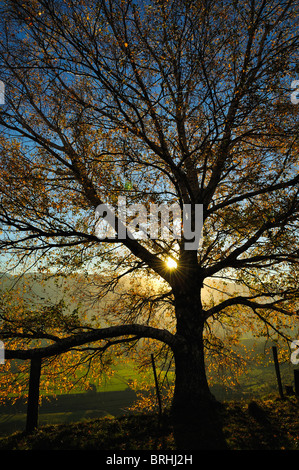 Beech Tree, Takaka Hill, Tasman, South Island, New Zealand Stock Photo