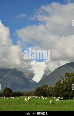 Farmland and Fox Glacier, West Coast, South Island, New Zealand Stock Photo