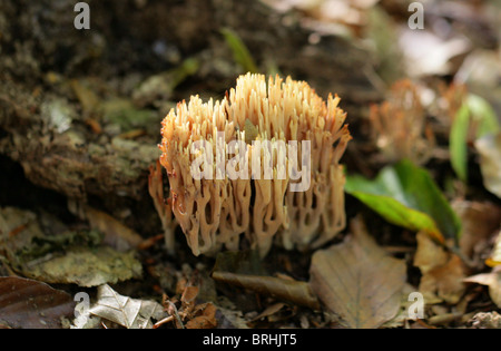 Upright Coral Fungus, Ramaria stricta, Ramariaceae. Stock Photo