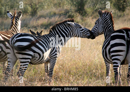 Zebras in the Maasai Mara, Kenia Stock Photo