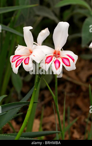 Close up of the colourful flowers of the Gladiolus 'Prins Claus' Stock Photo