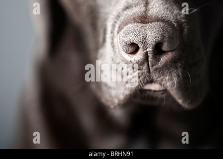Close Up Shot of a Chocolate Labrador Stock Photo