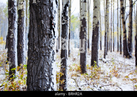 Trembling or Quaking Aspen Trees after a snowfall.  Banff National Park, Alberta, Canada. Stock Photo